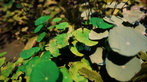 GenerativePlants 04 Video stock 126578011