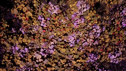 GenerativePlants 06 Stock Footage 126578693