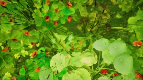 GenerativePlants 07 Stock Footage 126578775