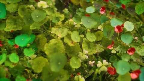 GenerativePlants 09 Video stock 126578794