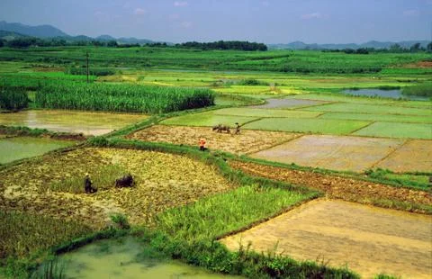 Generic chinese rice fields Stock Photos