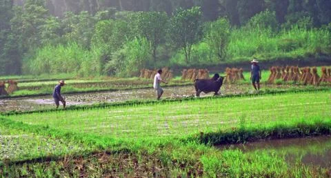 Generic chinese rice fields Stock Photos