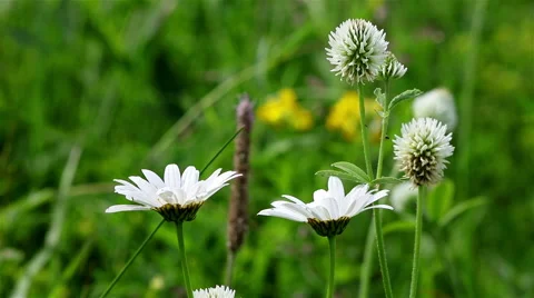 Generic field flowers background Stock Footage 68681797