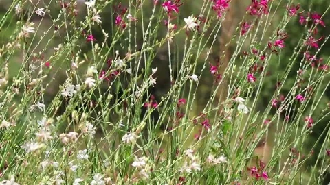 Generic garden flowers Stock Footage 69102265