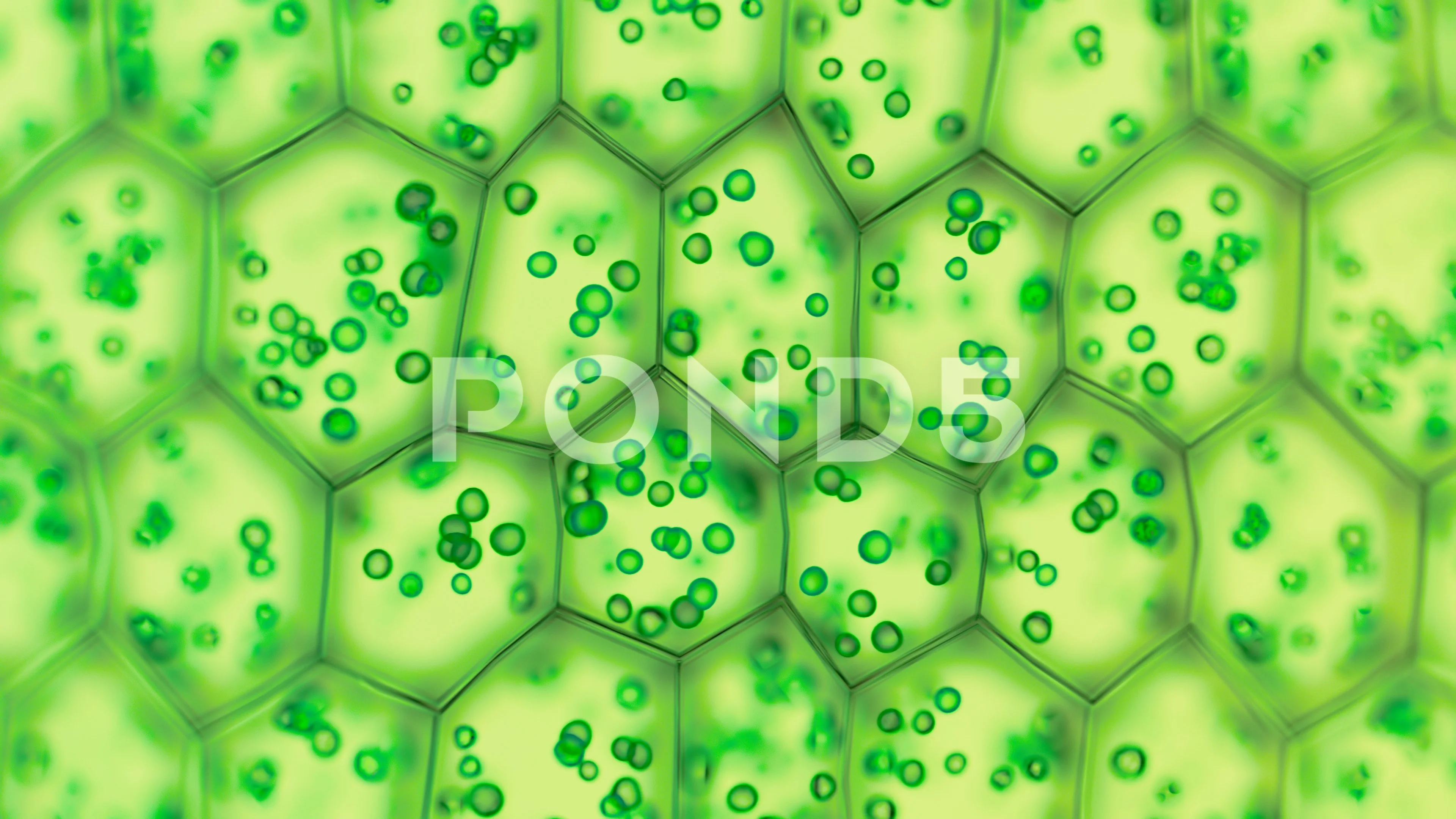 https://images.pond5.com/generic-green-plant-cells-under-footage-126307996_prevstill.jpeg