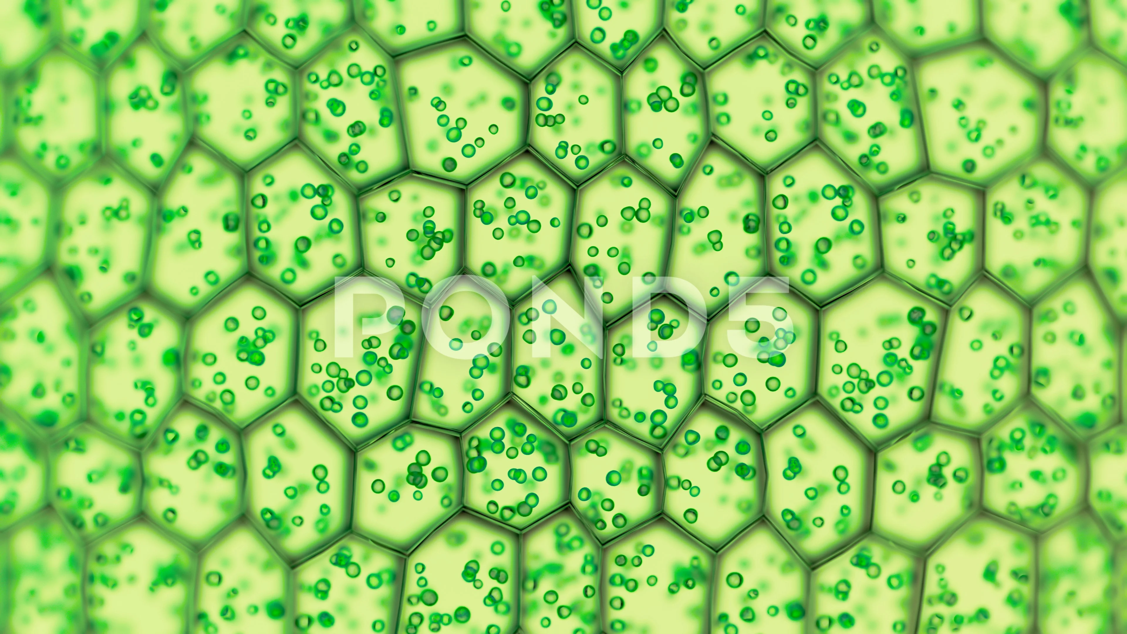 https://images.pond5.com/generic-green-plant-cells-under-footage-126308055_prevstill.jpeg
