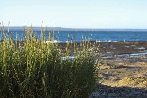 Generic plants Stock Photos