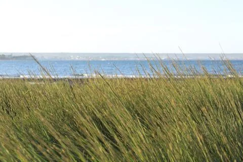 Generic plants Stock Photos