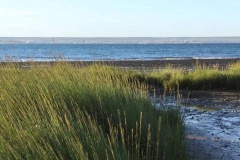 Generic plants Foto stock