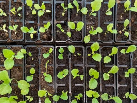 Generic seedlings in pots in a store tray - view from above 库存照片