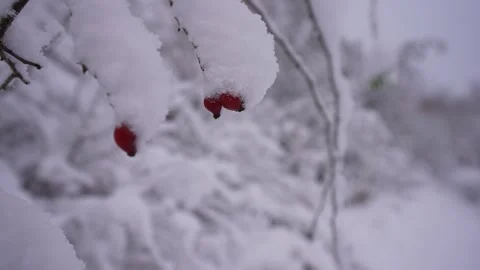 Generic snow scene and red berries, Derbyshire, England Stock Footage 296071138