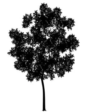 Generic tree Stock Illustration