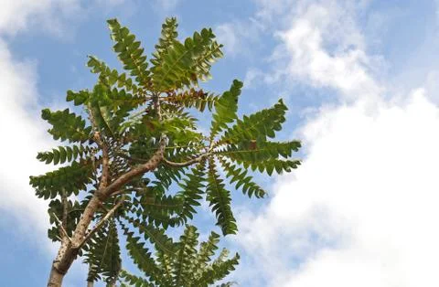 Generic tropical tree with copyspace on the right against the blue sky with w Stock Photos