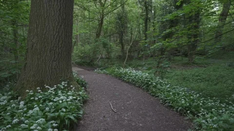 Generic woodland during spring, Hardwick, Derbyshire, England Stock Footage 241845003