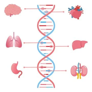 Genes associated with different human organs scientific vector illustration Illustrazione stock