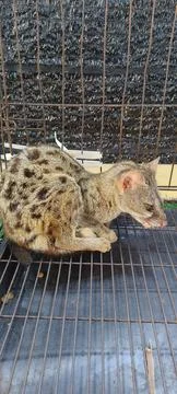 A genet in captivity. 스톡 사진