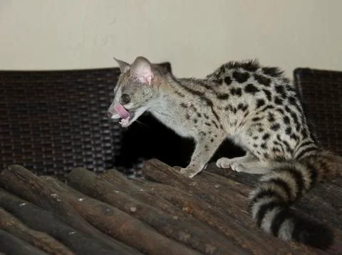 Genet cat Stock Photos