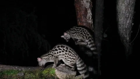 Genet. Genetta genetta Stock Footage 85988908
