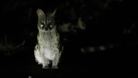 A genet sits in the spotlight while its ears constantly twitching as it listens 動画素材 340491749