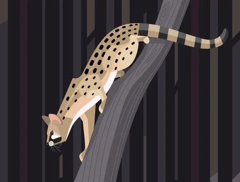 Geneta on a tree Stock Illustration