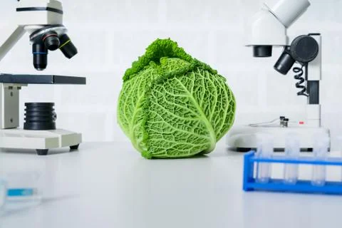 Genetic breeding of vegetables in lLaboratory , analyzing food quality, Stock Photos