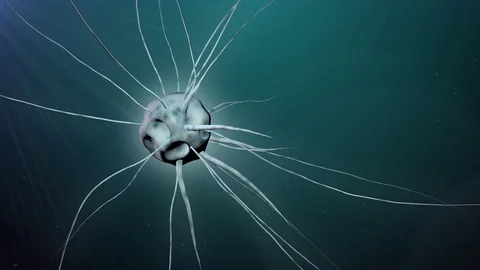 Genetic engineering , biotechnology science of genetically modified Stock Footage 73319477