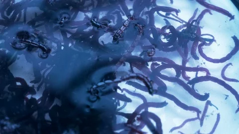 Genetic engineering laboratory. Mosquito larvae. Blood worm Stock Footage 100810949