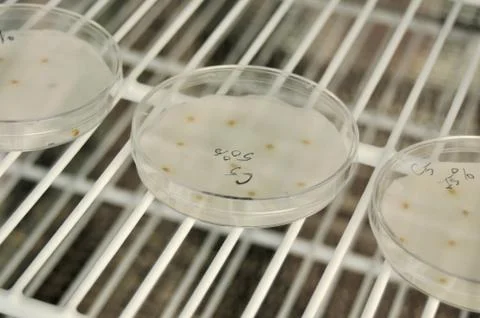 Genetic engineering Stock Photos