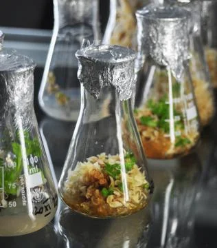 Genetic engineering Stock Photos