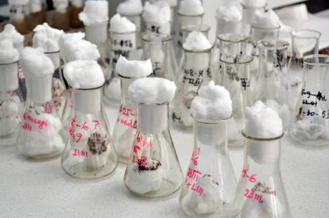Genetic engineering Stock Photos