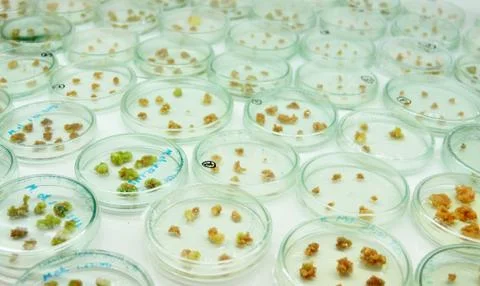 Genetic engineering Stock Photos