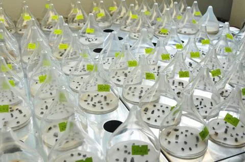 Genetic engineering Stock Photos