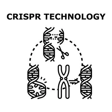 Genetic engineering using crispr technology editing dna structure Stock Illustration
