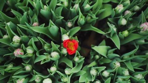 Genetic Error. Plant Evolution. Close-up of an open red tulip bud against a Stock Footage 322914034