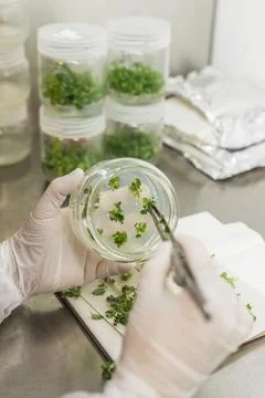 Genetic experiments plant in the lab. Foto stock