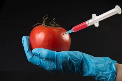 Genetic injection into tomato Stock Photos