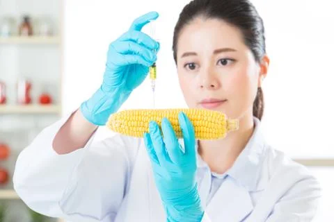 Genetic modification corn sugar are everywhere 스톡 사진