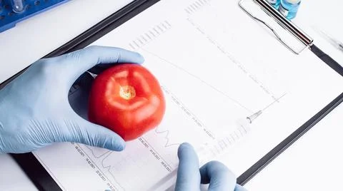 Genetic modification GMO. Scientist injecting liquid from syringe into red to Stock Photos