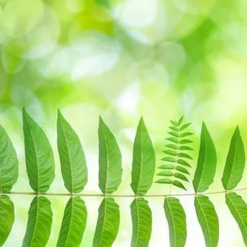 Genetic modification Stock Photos