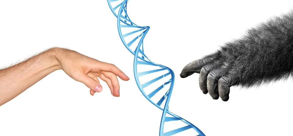 Genetic similarities and common ancestry concept for evolution of humans from pr Stock Photos