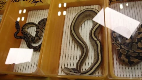Genetic Stripe Ball Python in a container for sale Stock Footage 265649422