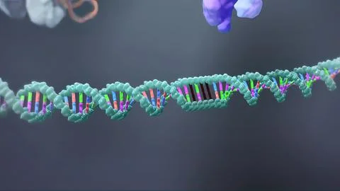 The genetic structure of 3D animated DNA Stock Illustration