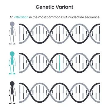 Genetic Variant educational science vector illustration graphic Illustrazione stock