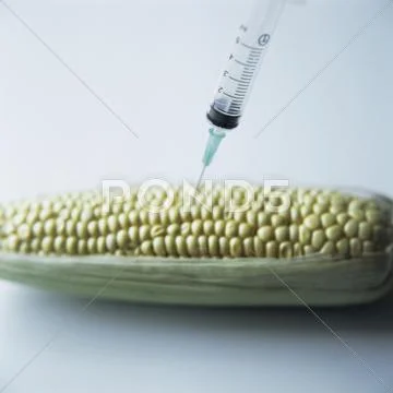 Genetically Engineered Maize