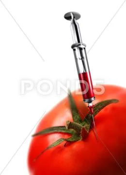 Genetically-engineered tomato, artwork Stock Illustration