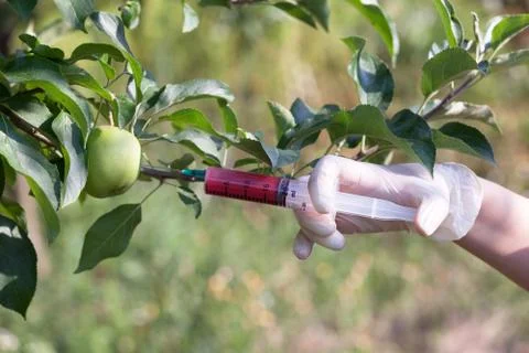Genetically modified apple Foto stock