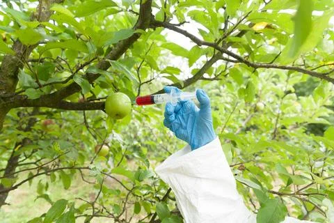 Genetically modified fruit Stock Photos