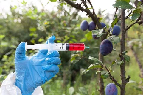 Genetically modified fruit Stock Photos