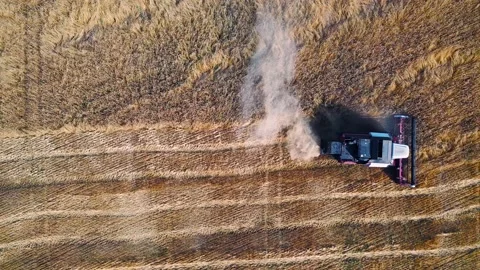 Genetically modified grain as a solution to the problem of hunger. Stock Footage 211406618