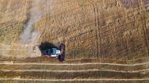 Genetically modified grain as a solution to the problem of hunger. Harvest time. Stock Footage 217424484